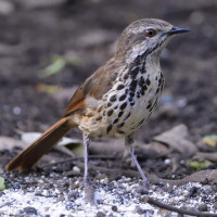 Spotted Palm Thrush